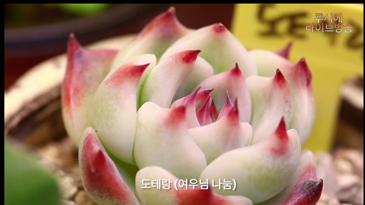 사랑초와 다육이.......(AI 작곡/루시에 작사) #flowers #제라늄키우기 #가드닝 #베란다정원 #gardening #제라늄 #제라늄삽목