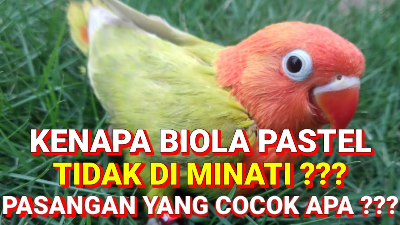 Kenapa Lovebird biola pastel tidak ada peminatnya??? Ini jawabannya