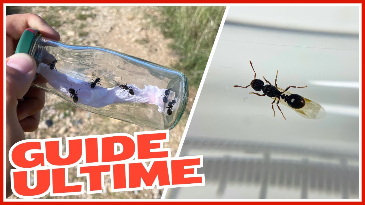 Comment trouver facilement des reines fourmis ? (pour créer un élevage)