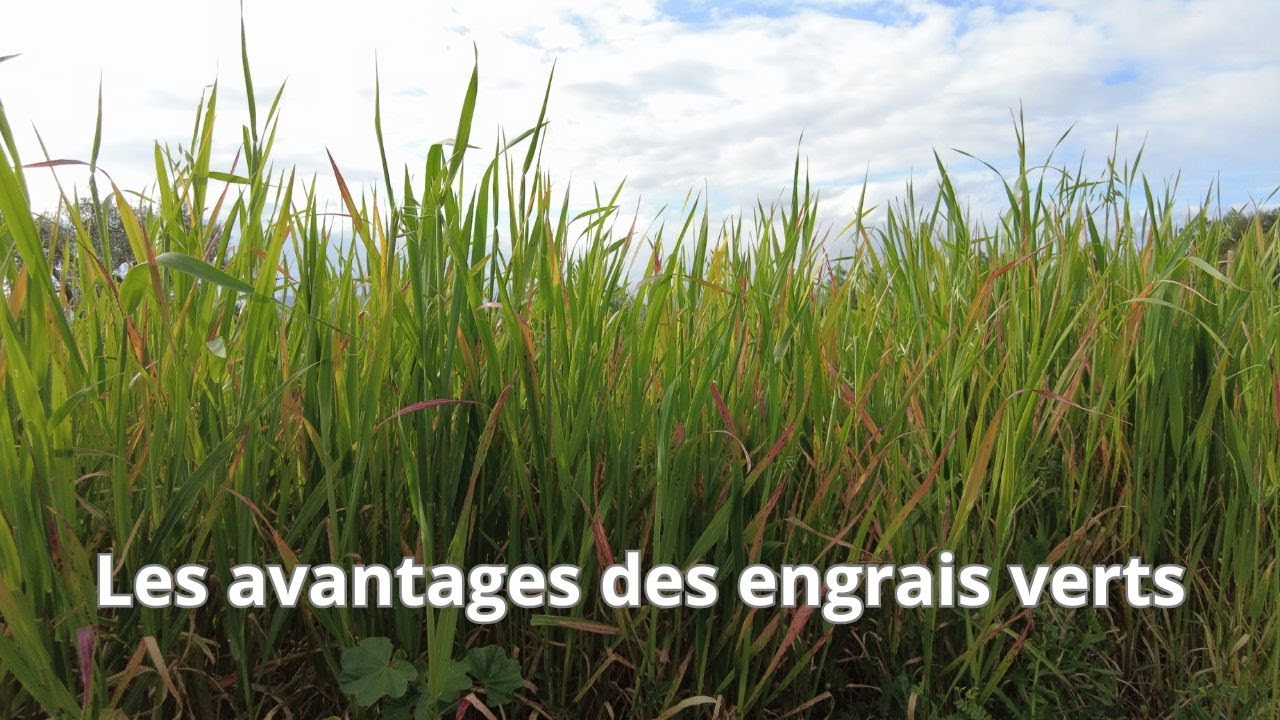 Les avantages des engrais verts