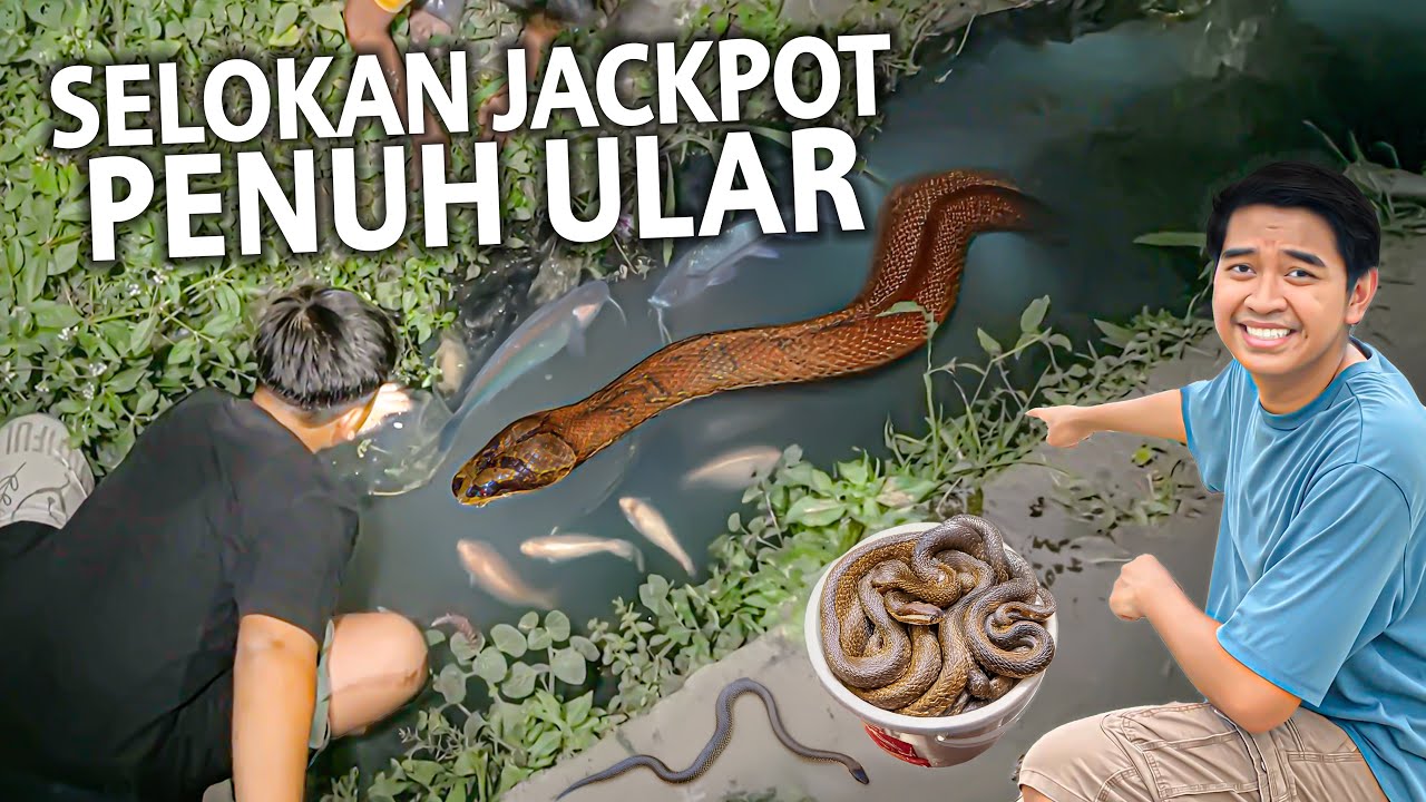 SESER DI SELOKAN JACKPOT PENUH ULAR! BERANI BANGET NANGKEP ULAR PAKAI TANGAN KOSONG!