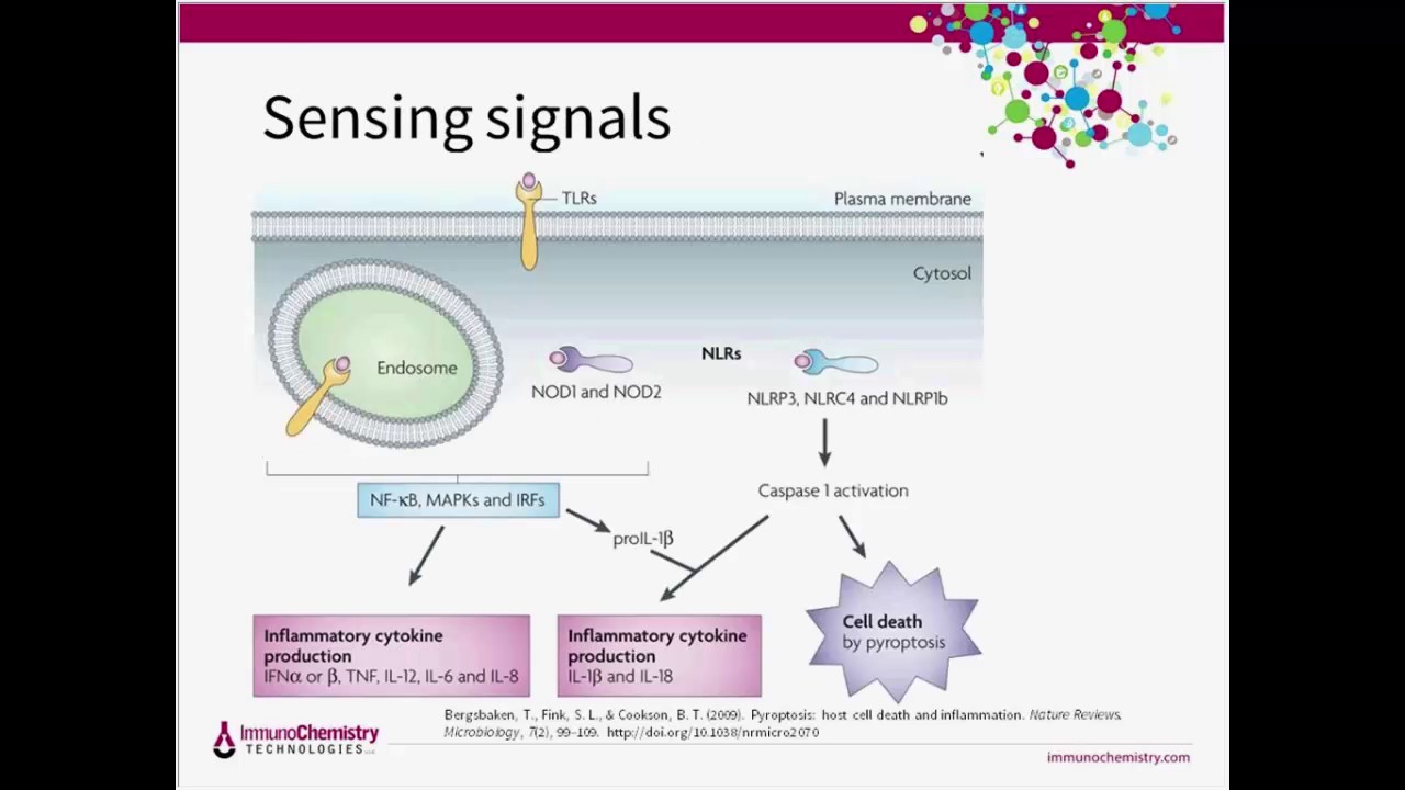 Inflammation, Pyroptosis, and Detecting Casapse-1 Activity