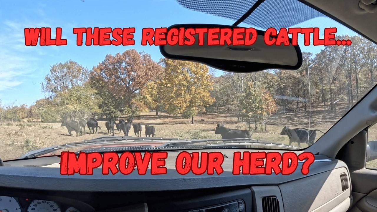 New Blood for our Herd...Good Idea?