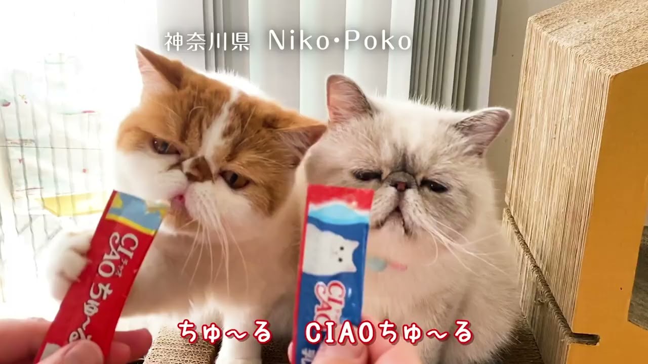 【CIAOちゅ～るMV】「ちゅ～るしよ！」　第4弾（いなば食品グループ）