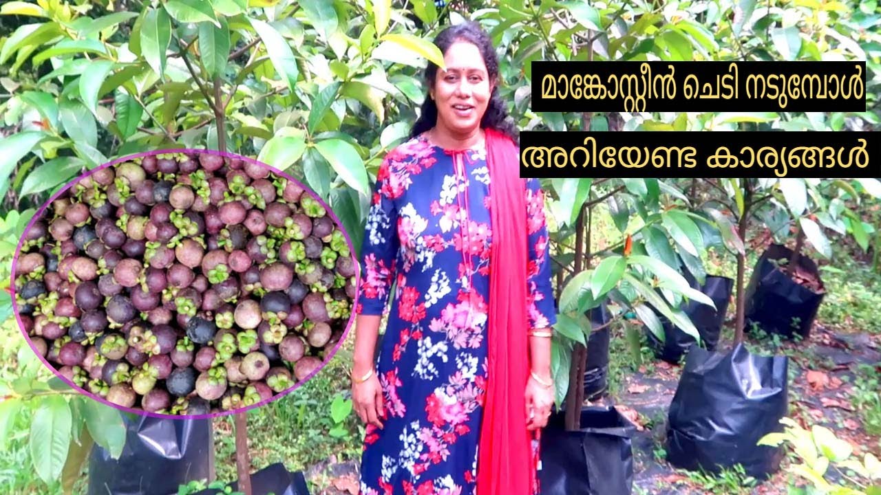 മാങ്കോസ്റ്റീൻ ചെടി വളരുന്നില്ലേ കാരണം ഇതാണ് Mangostin Krishi   Malayalam Mangostin Farming Mangosten