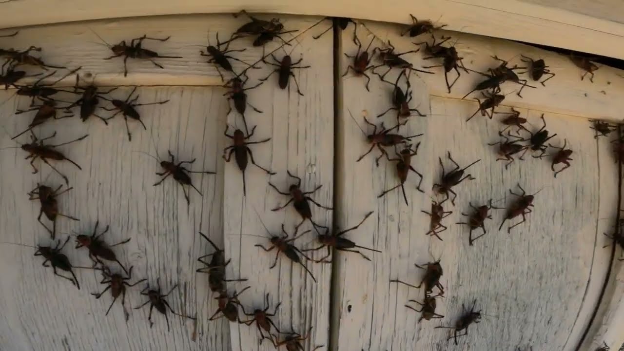 Millions Of Mormon Crickets Swarm California! (Lassen County, CA)
