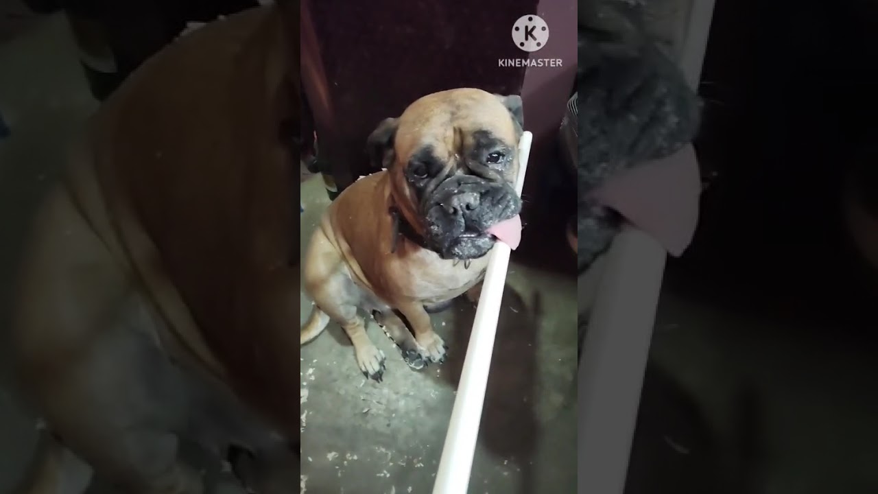 My dog's mischief ❤️❤️🔥🔥#viral #love #comedy #dog 