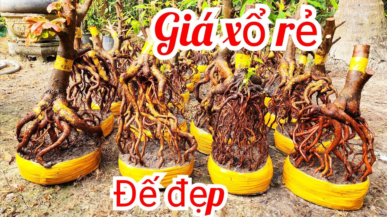 26/1 a Nên 0918818355 v 0328438848 phôi mai bonsai đẹp xổ giá mềm sèo|MaivàngThanhTâm