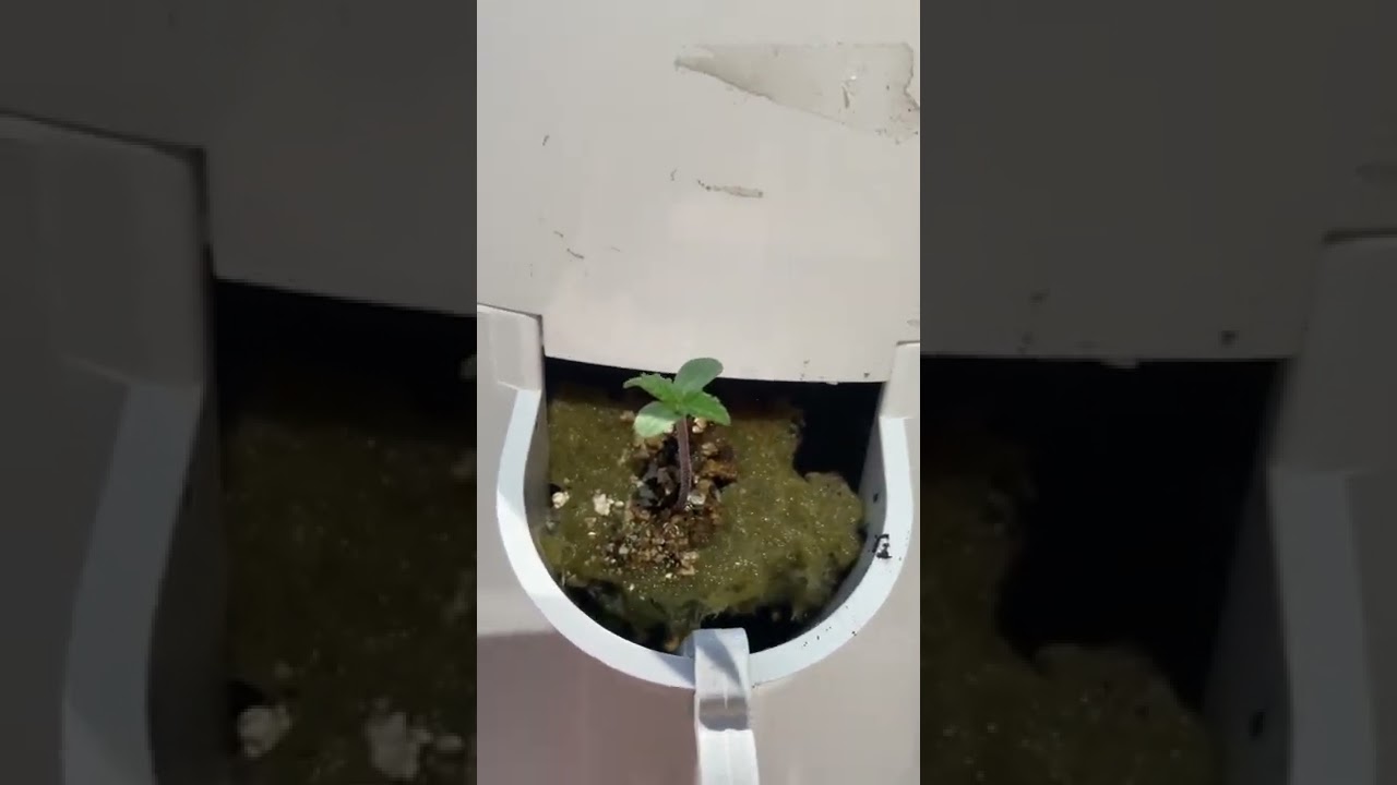 How to grow cannabis in a tower garden 2022 seedling day 4 vertical aeroponics