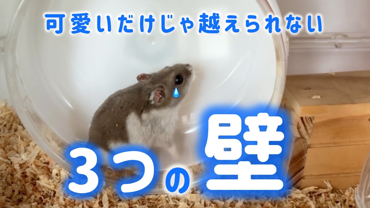 回し車がうるさい問題｜可愛いだけじゃ越えられない3つの壁