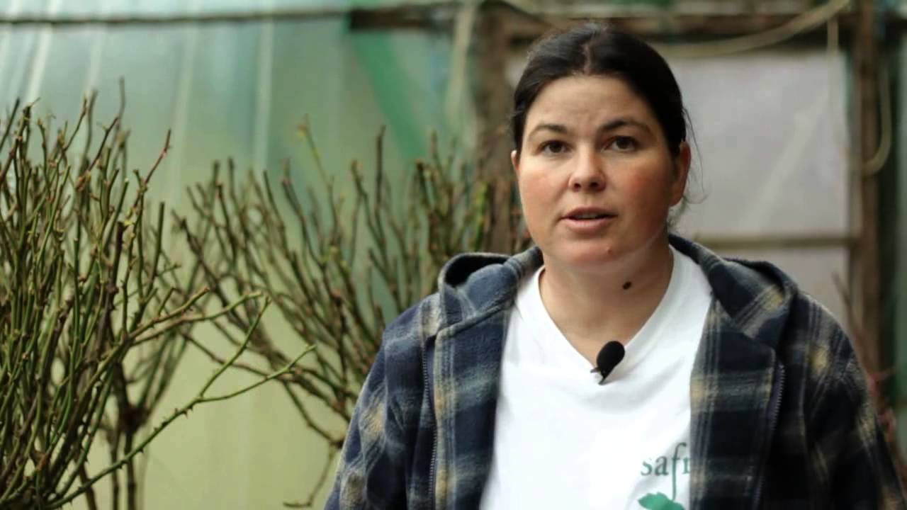 Szabadgyökerű szőlőoltvány és rózsa szakmai nap