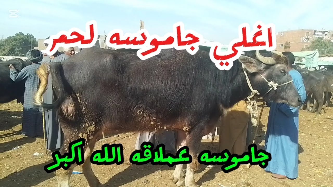 اسعارالجاموس الوالد والقنيه والعشر واللحم سوق دراو ١٠ فبراير ٢٠٢٦