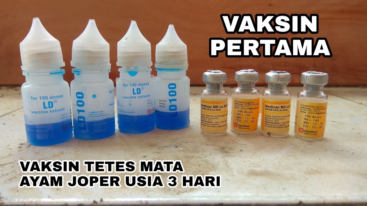 VAKSIN PERTAMA AYAM JOPER USIA 3HARI  #VLOG