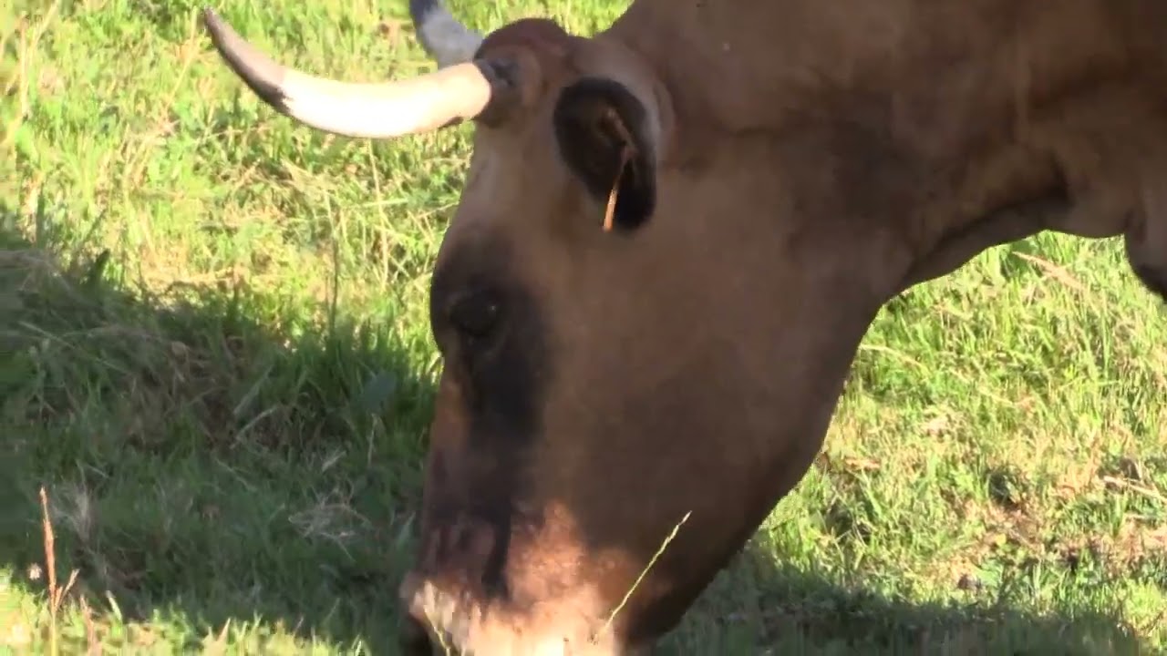 ganaderos en su hábitat | Asturianas en Corra  | 26.8.2022