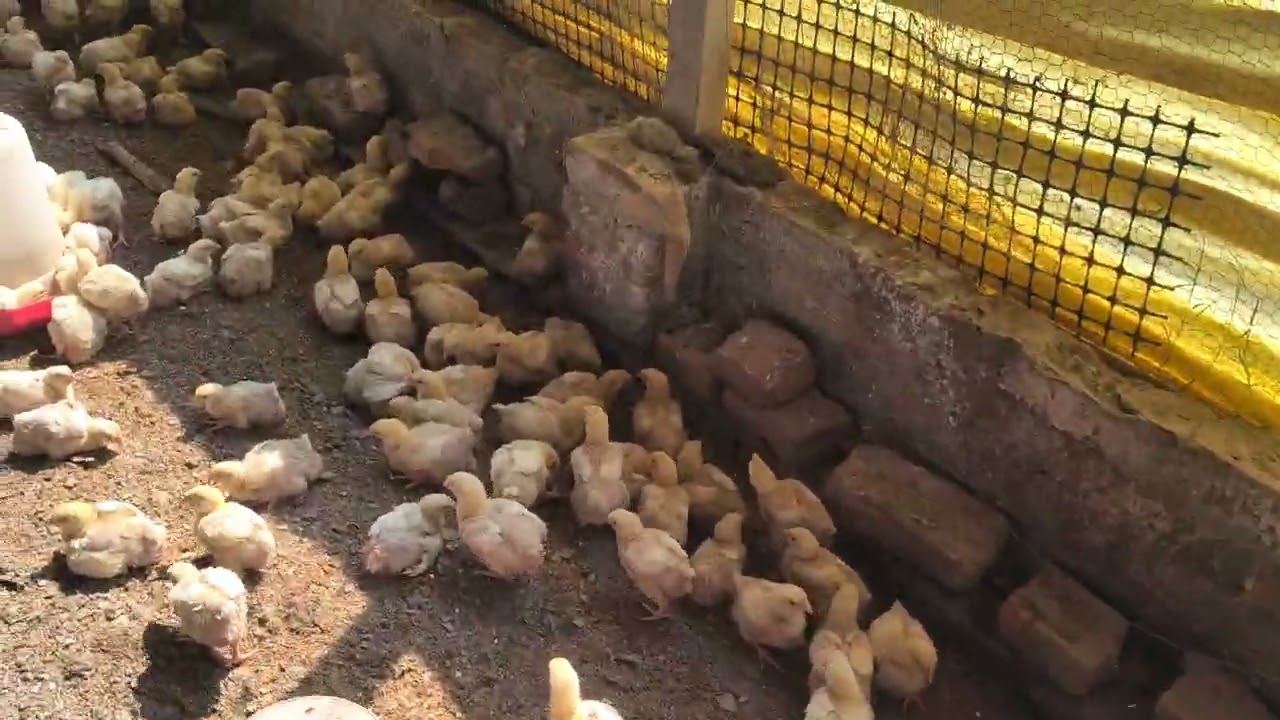 9 din Boiler murgi form mein mobility hone ka Karan 