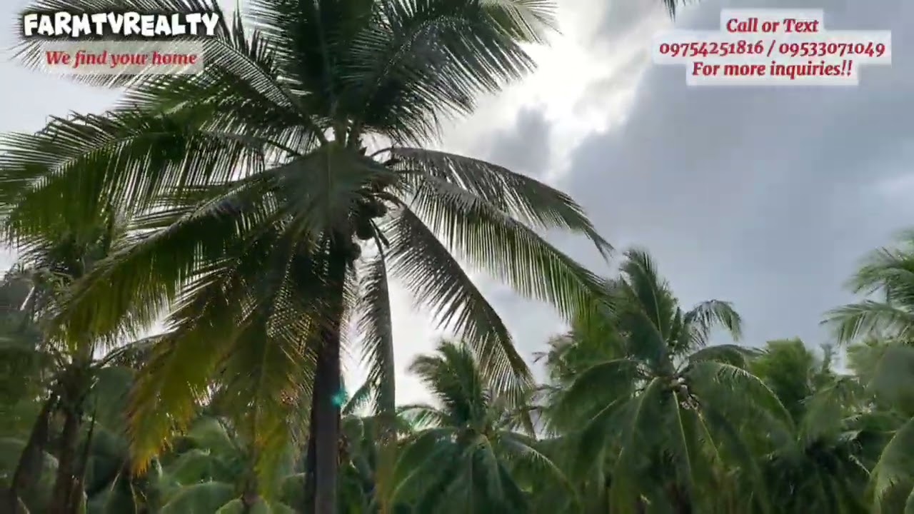VLOG #116 SMALL CUT NA NIYUGAN SA SAN ANDRES QUEZON 1has flatland (see description below)
