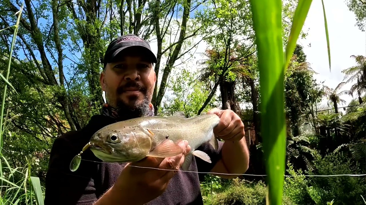 Catching TROUT along Utuhina stream. New Zealand.