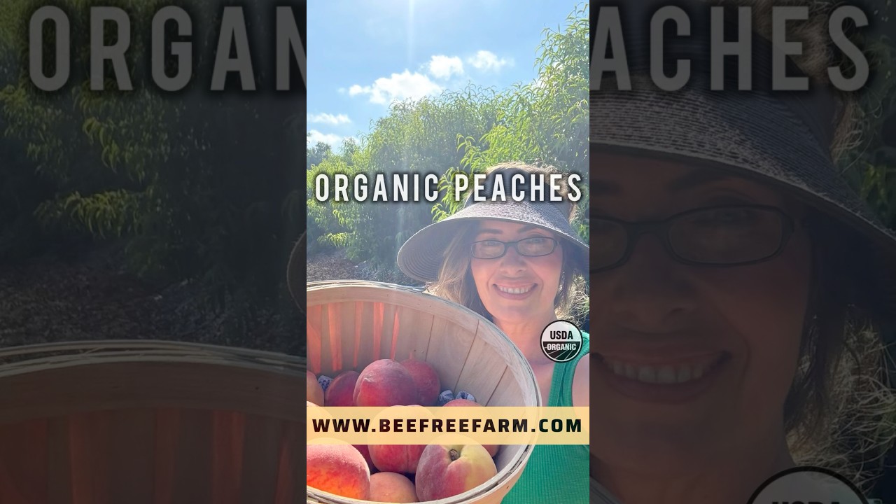 Bee Free Farm at the Farmer’s Market