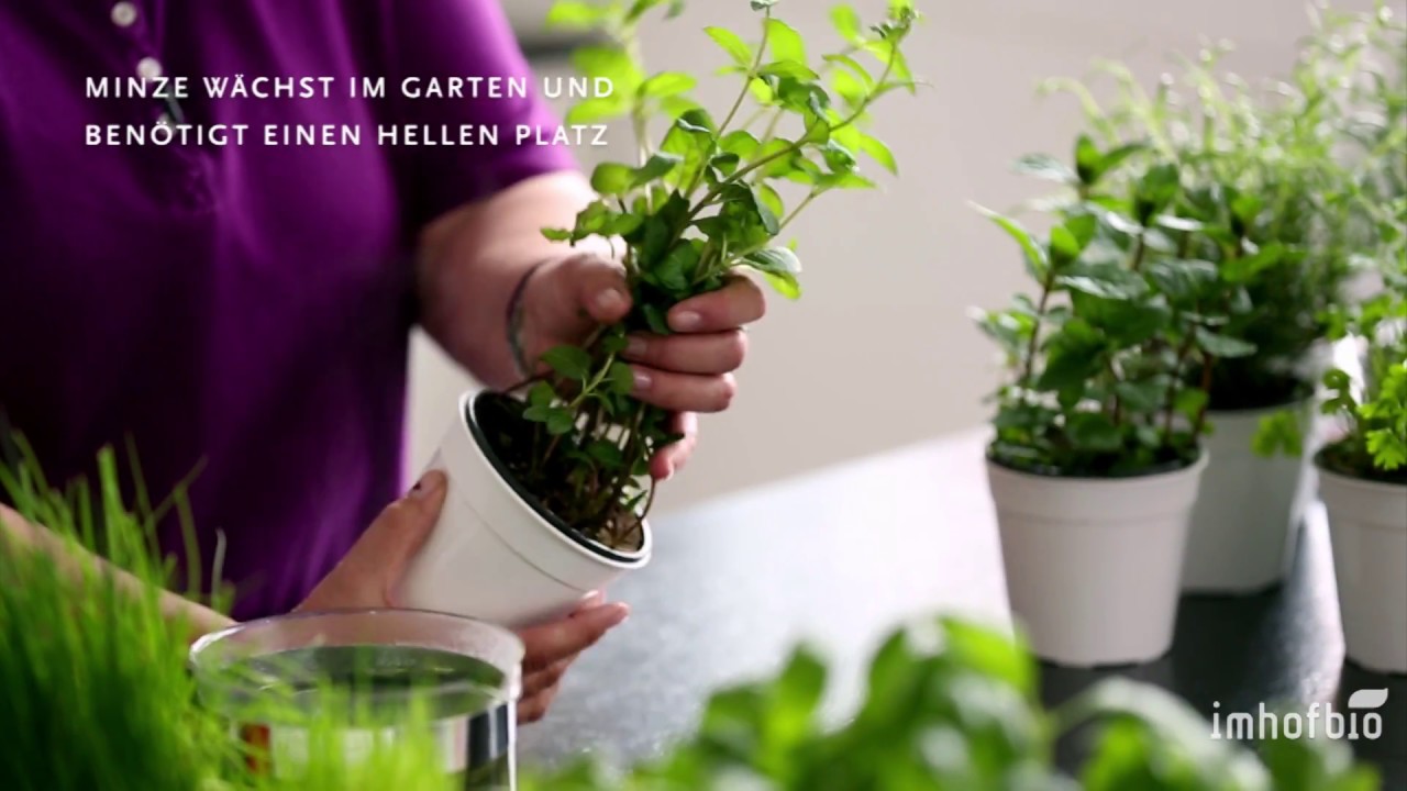 Imhofbio Kräutertipps: Pfefferminze