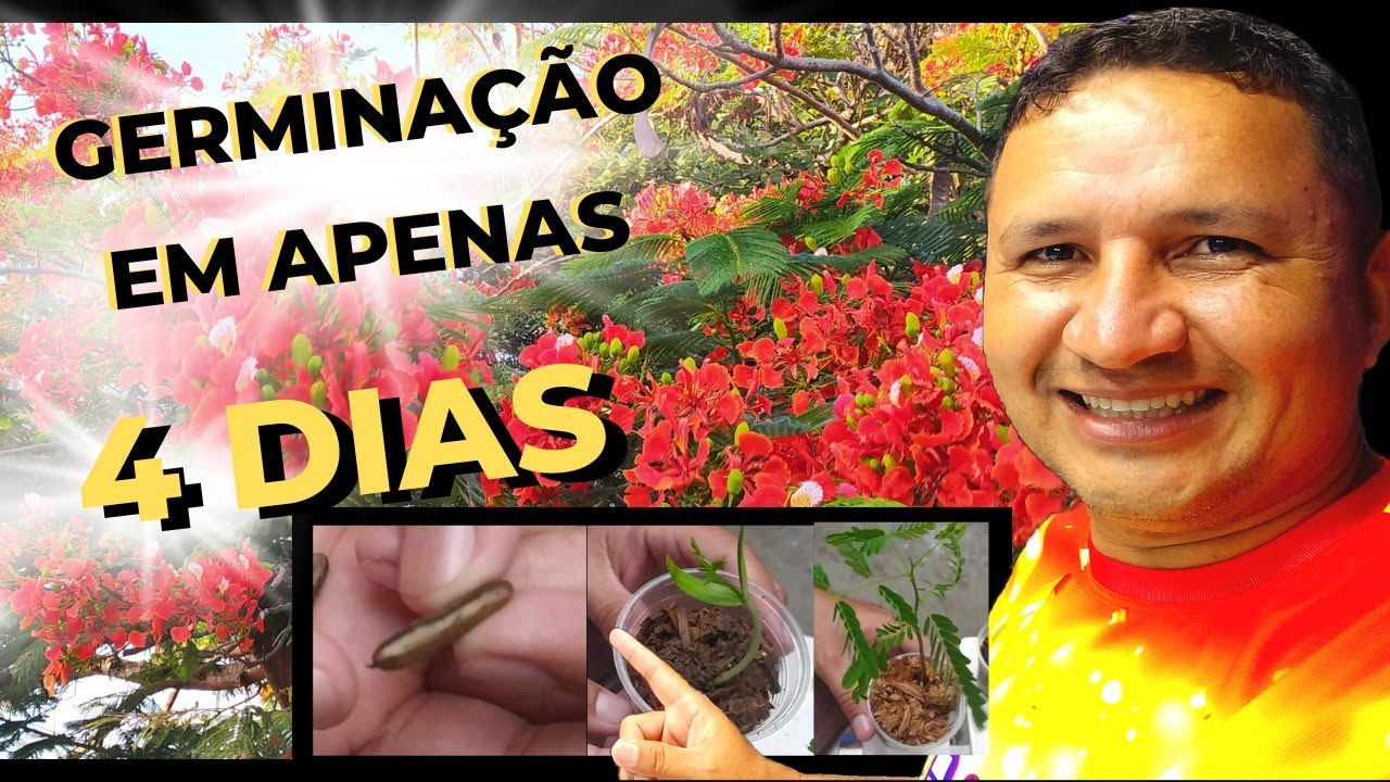 COMO GERMINAR SEMENTES DE FLAMBOYANT EM 4 DIAS ( PASSOS IMPORTANTES )