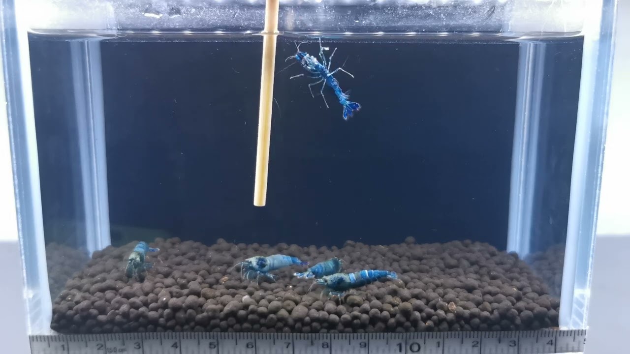 Participant Dutch Shrimp Contest 2021