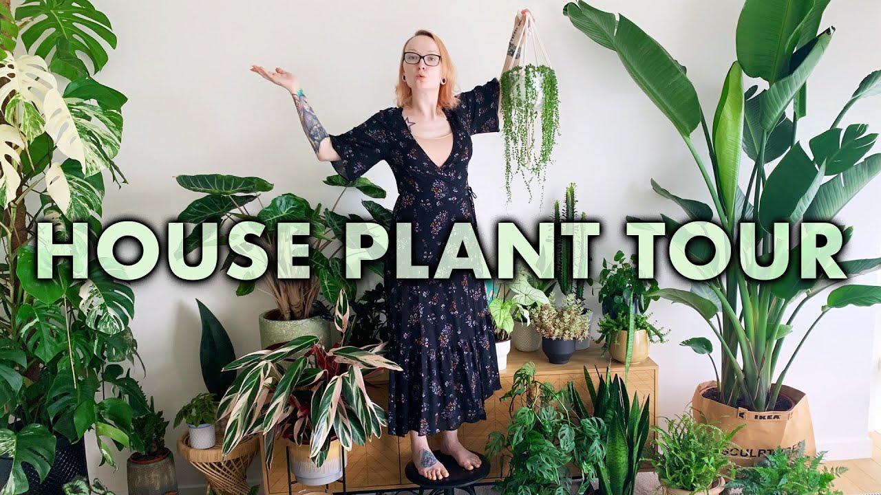 WSZYSTKIE moje ROŚLINY (aż 83!) 🌿 House Plant Tour
