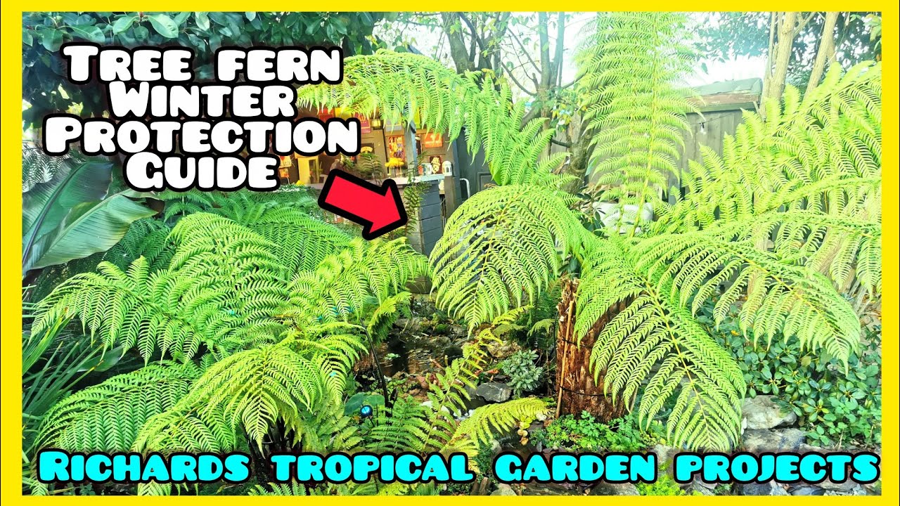 Как защитить древовидные папоротники зимой🌴 (Dicksonia Antarctica) Tropical Gardening UK