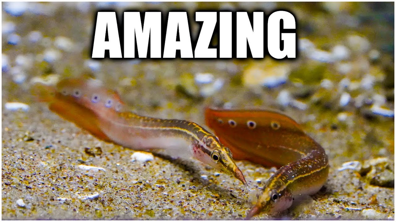 The Coolest Freshwater Eel for your Fish Tank