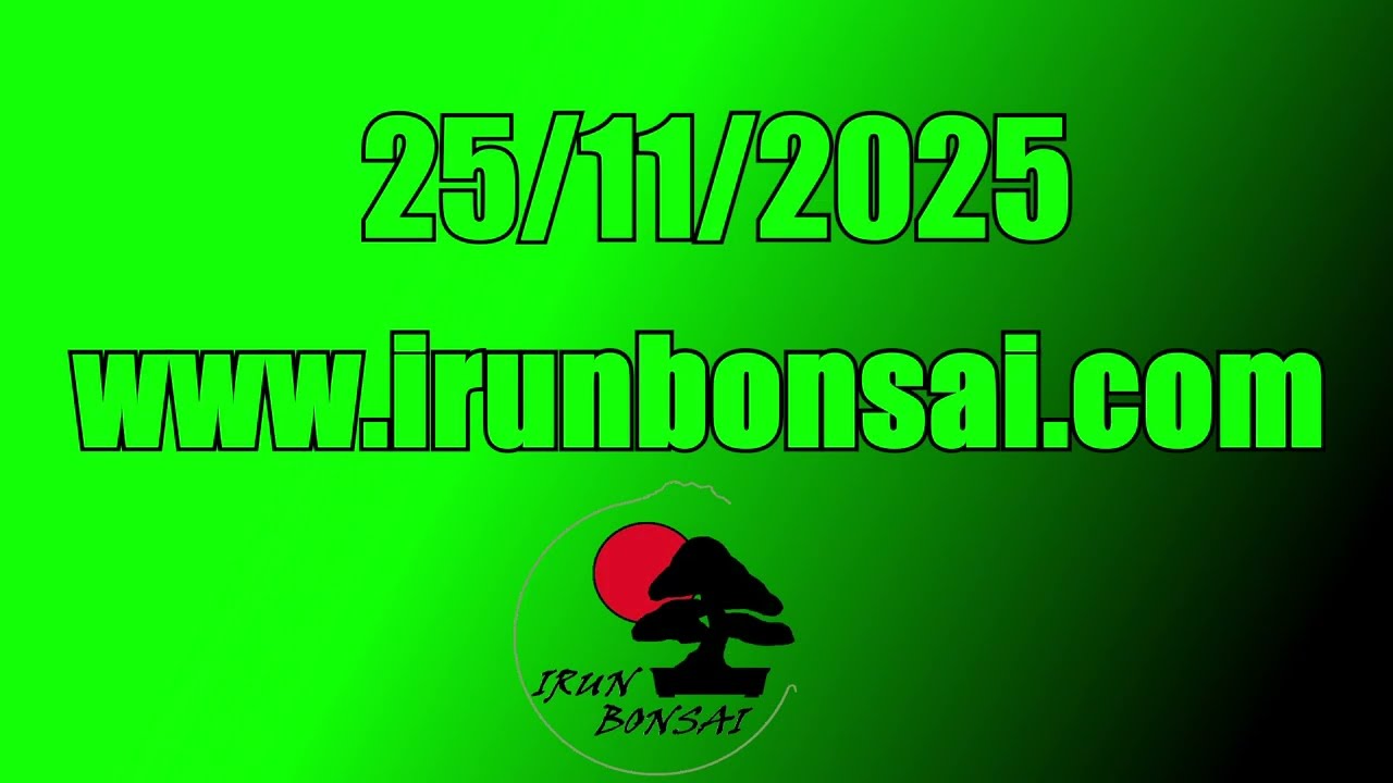 25 11 2025 IRUN BONSAI