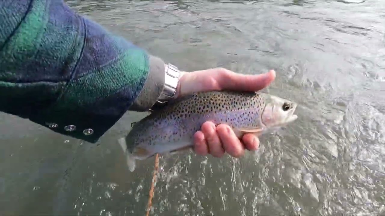 Chattahoochee Rainbow Trout (Delayed Harvest 12/2023) @TheCosmicStream