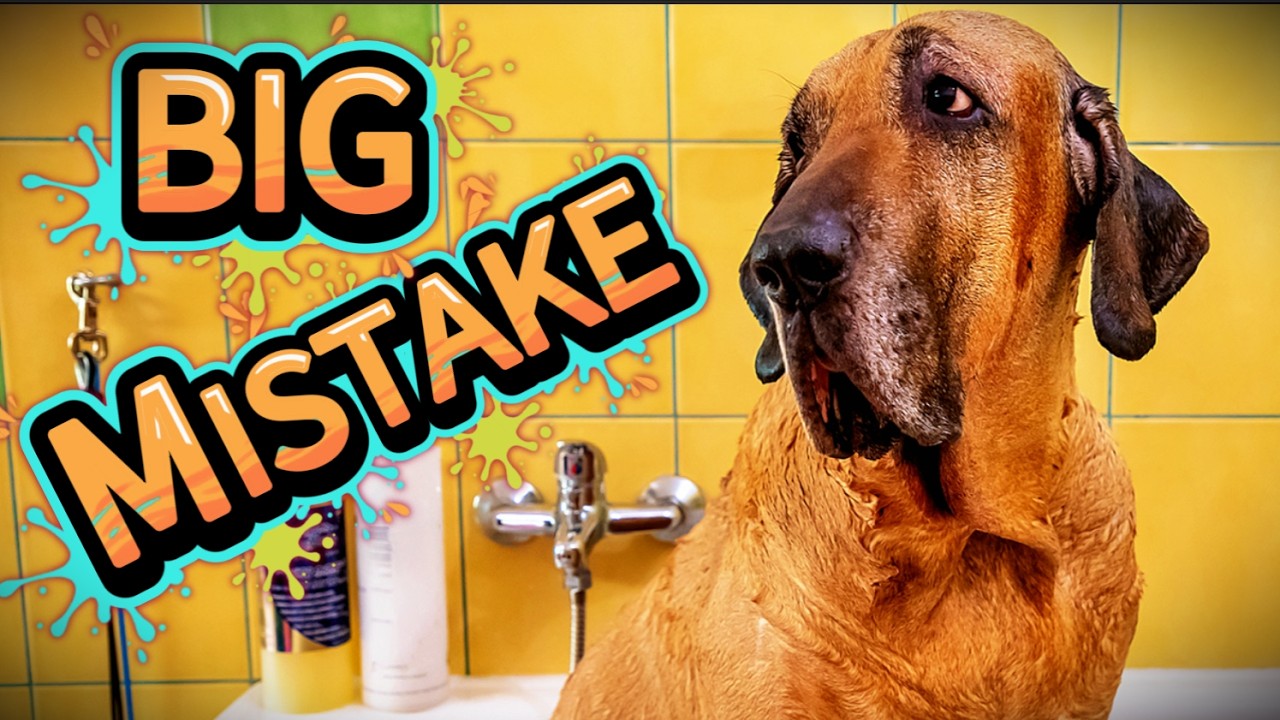 300lbs of GREAT DANE CHAOS! (Wait for the ending)