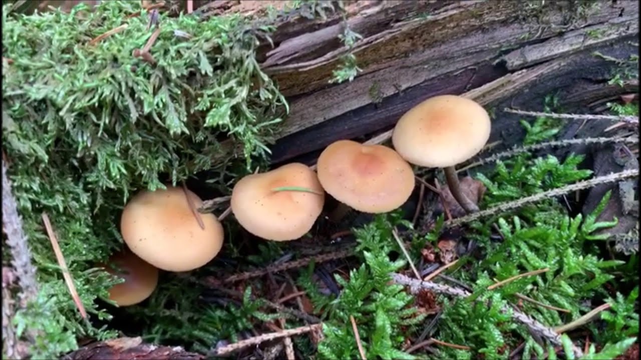 Gifth&auml;ubling - Galerina marginata