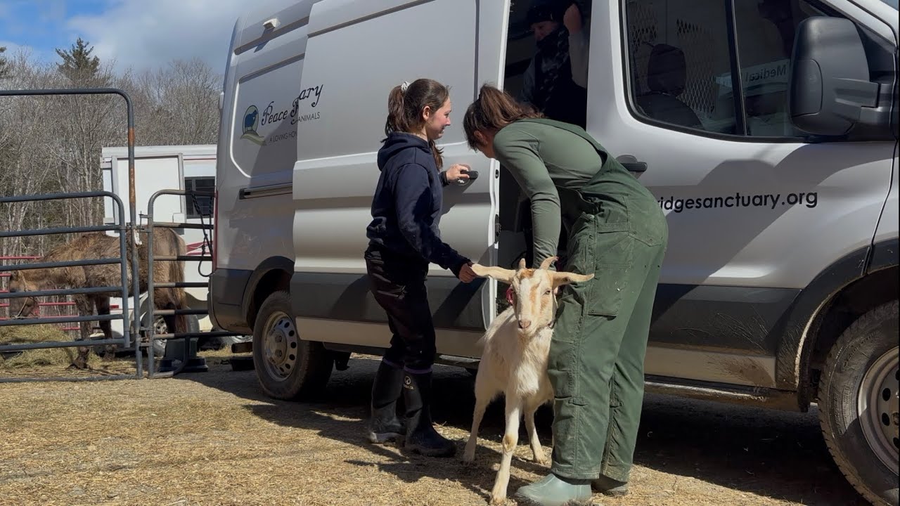 Our New Special Care Van - Upfit and Rescue
