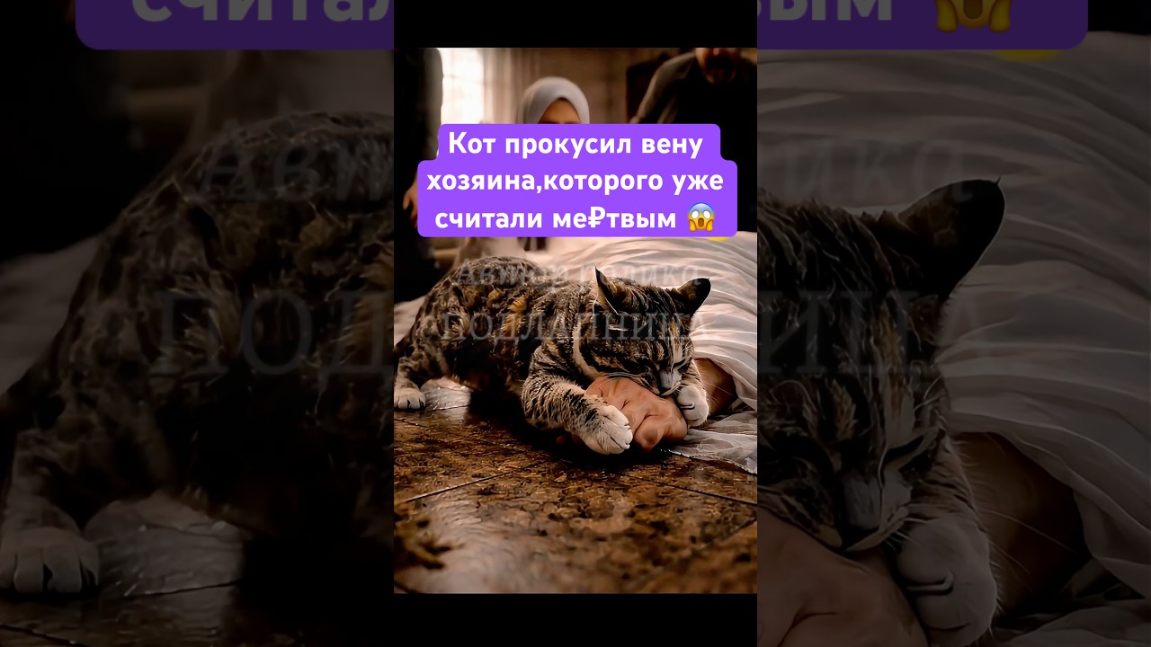 #историякота #спасжизнь #невероятно #преданность #реальнаяистория
