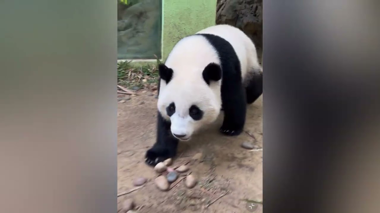 3月9日 妹珠早上賴床被津奶爸偷襲，妹珠被奶爸嚇一跳，妹珠：奶爸不要嚇我#panda  #cutepanda #熊貓妹珠 #熊貓妹豬