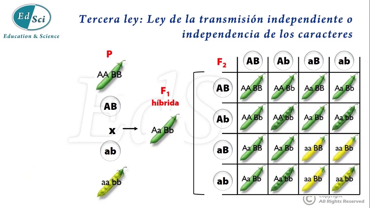 Genética Mendeliana: Leyes de Mendel 😃💡💯