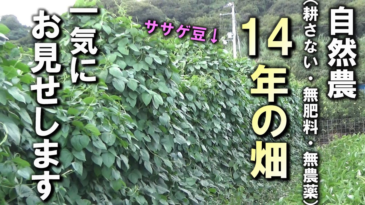 【自然農】自然農【不耕起・無肥料・無農薬）で14年経過した畑を一気にお見せします　2025年9 月18 日【natural farming】