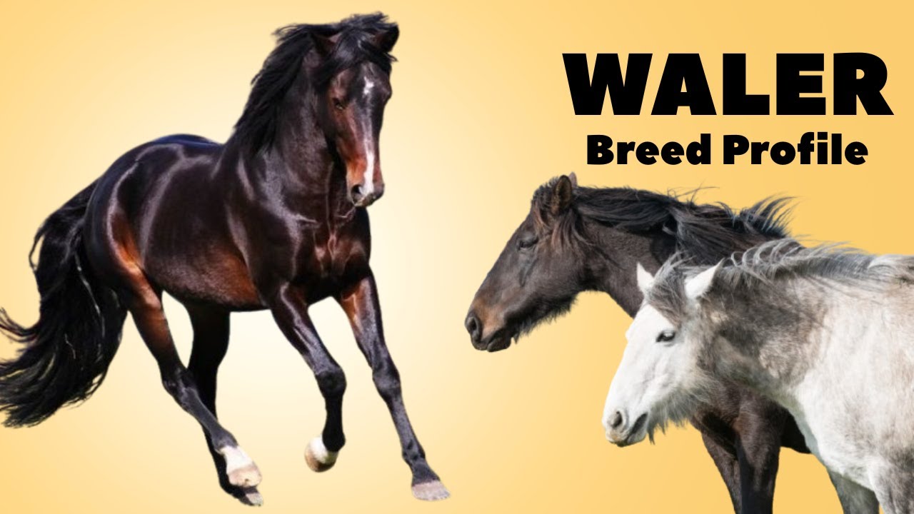 Waler Horse Breed Profile History - Price - Characteristics - Training - Grooming