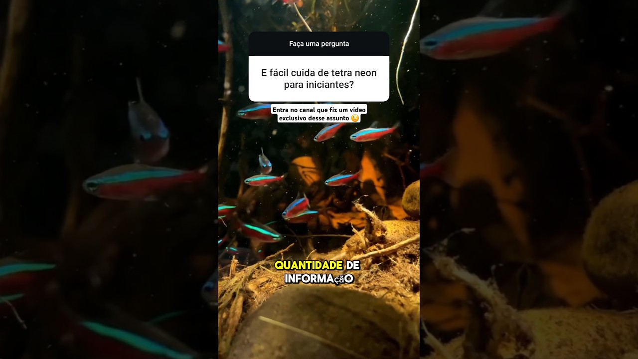 Peixe tetra neon &eacute; f&aacute;cil de cuidar no aqu&aacute;rio? #tetraneon #aquarismo