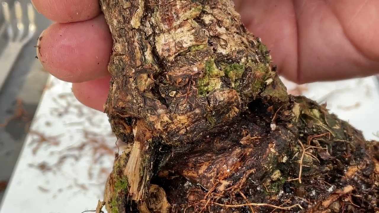 Texas Ebony Re-pot - November, 2022