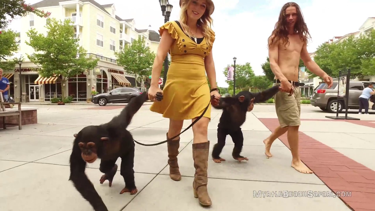 Chimpanzees go the the Legend of Tarzan Movie Premiere | MYRTLE BEACH SAFARI