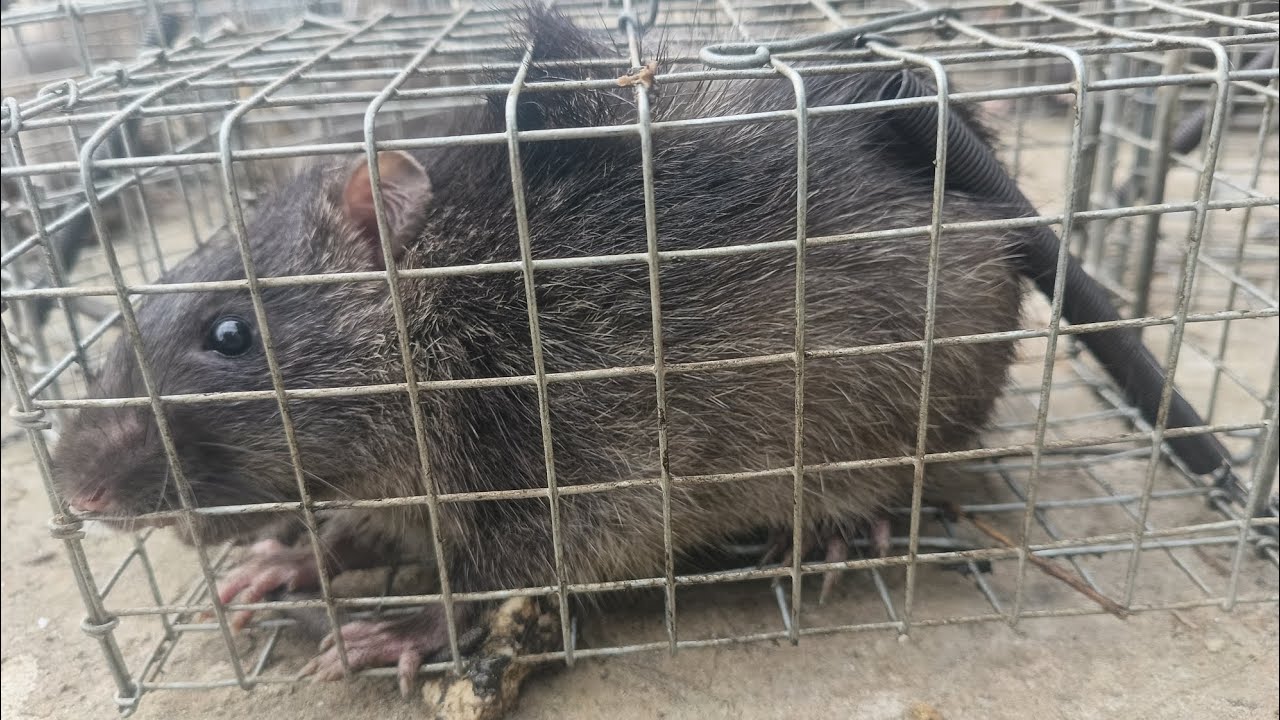 Bẫy chuột cống nhum 1 ngày vô mánh 