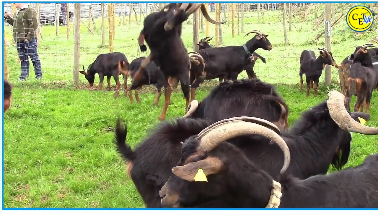 PELEA de CHIVOS macho cabrío
