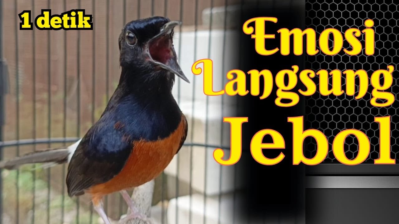 1 DETIK🔥FULL JEBOL EMOSI MURAI BATU GACOR, SEKALI DENGAR MURAI BATU APAPUN PASTI NYAUT CEPAT BUNYI
