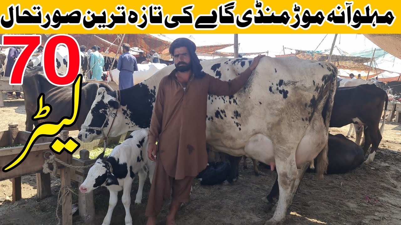 Today Malumor Mandi Jhang Latest Cow Retes Update - Cow Mandi 2024 - Cow Mandi Pakistan- Jhang Mandi
