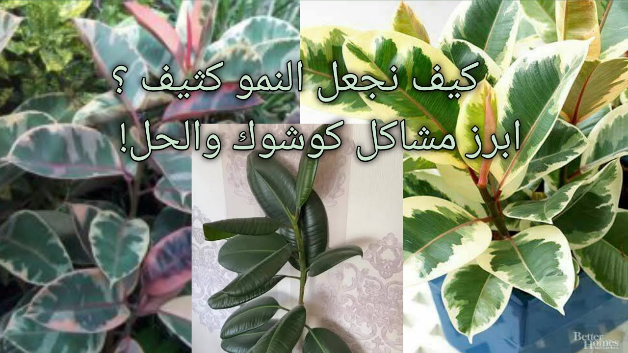 كيف نعتني بنبات المطاط او الكوشوك وممكن يعيش داخليا؟+أكثار نبات الكوشوك -كيف نجعله نبات كثيف الاغصان
