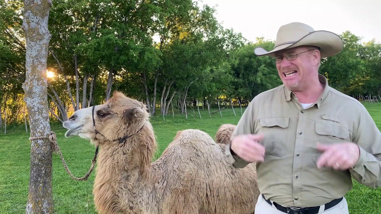 Visit to a real camel farm