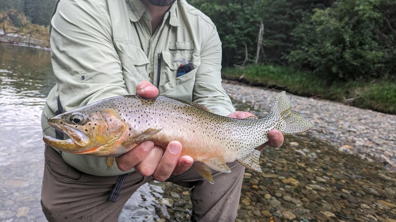 Bull trout and cutthroat