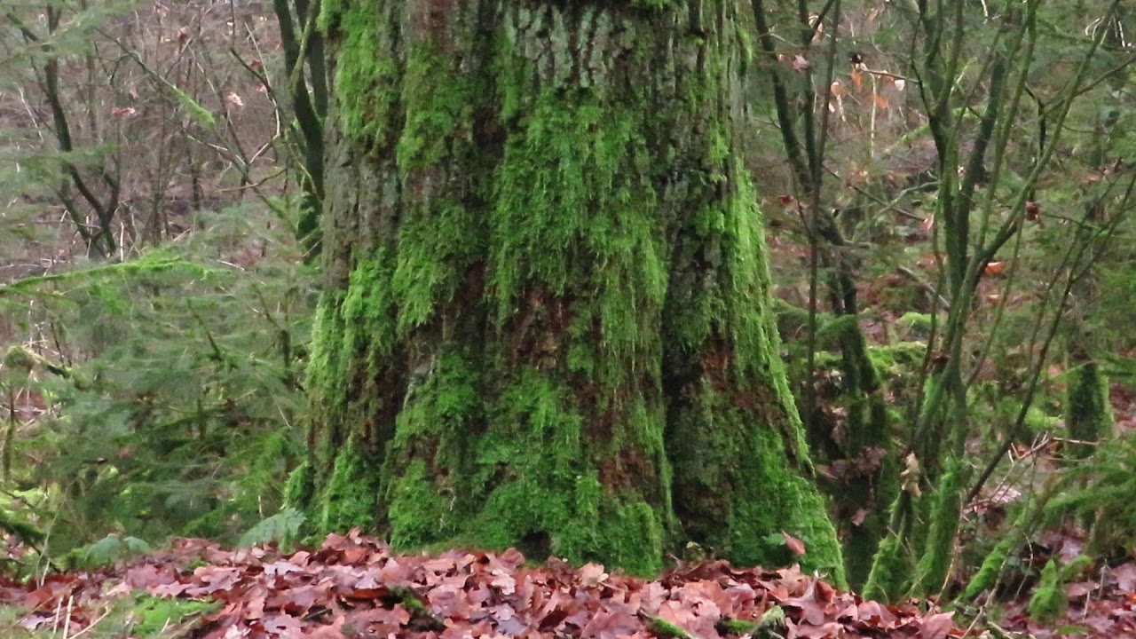 Dit ziet er mysterieus uit in het Bergherbos.