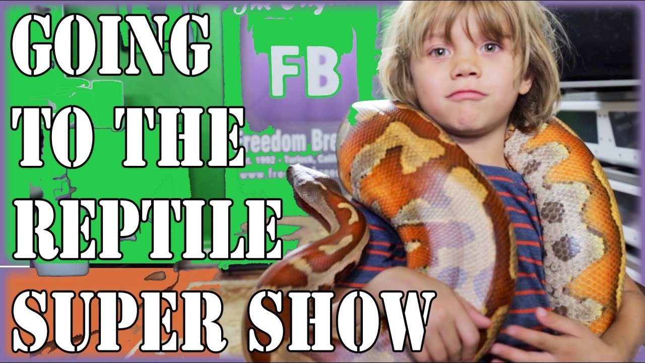 Hard for 5 year olds to hold BLOOD Pythons